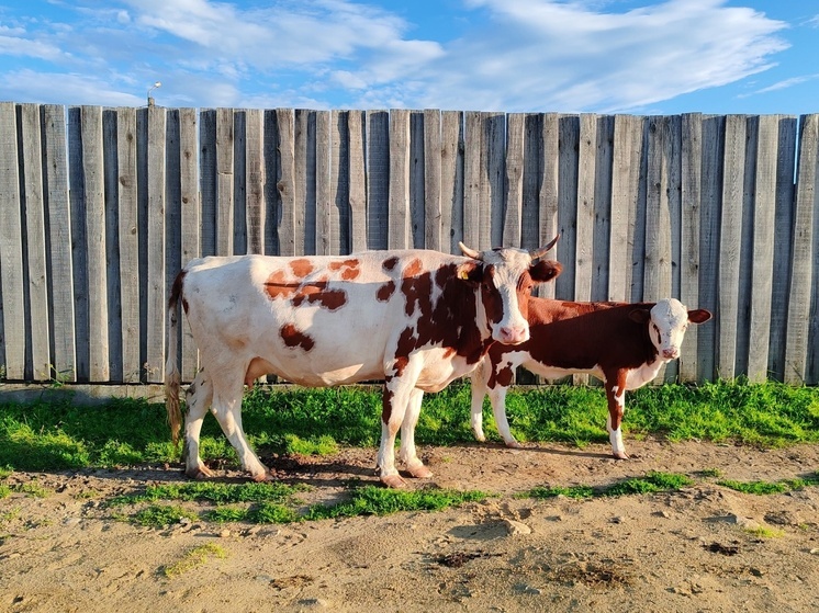 В Бурятии иностранца арестовали по делу о хищении скота на 1 млн рублей
