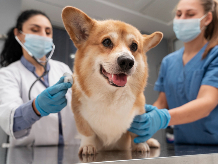 Услуги для питомцев в цене: как проблемы с ветклиниками в стране могут отразиться на Тамбове