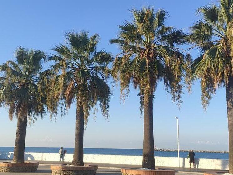 Депутат Госдумы призвал к координации усилий для защиты субтропической природы Сочи