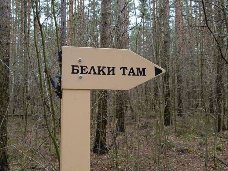 Вандалы похитили белку с указателя в Пеллинском экопарке в Отрадном