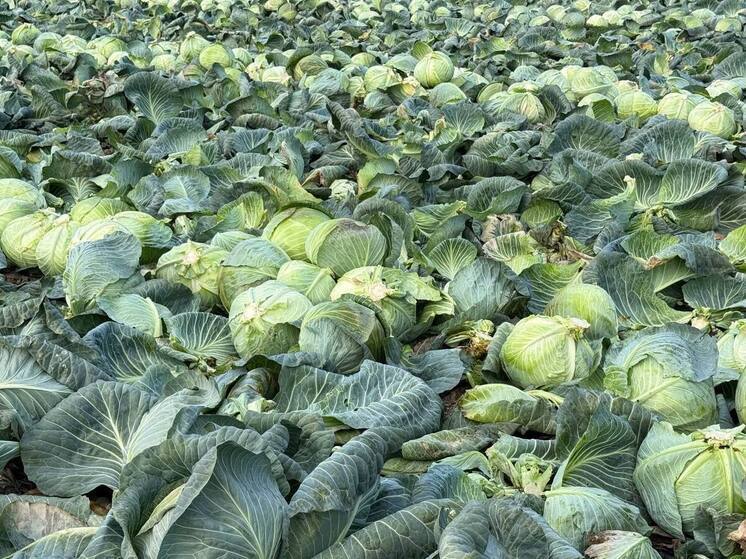 В этом году аграрии Крыма собрали более 26 тысяч тонн капусты