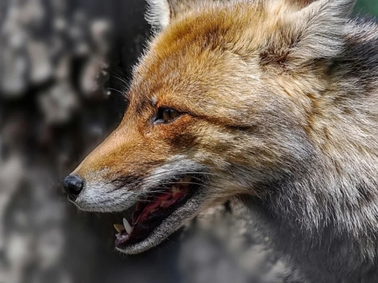 В Новосибирской области выявили новые очаги бешенства: введён карантин в трёх населённых пунктах