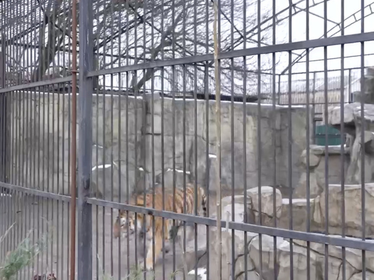 В Запорожской области началось восстановление зоопарка, пострадавшего из-за атаки ВСУ