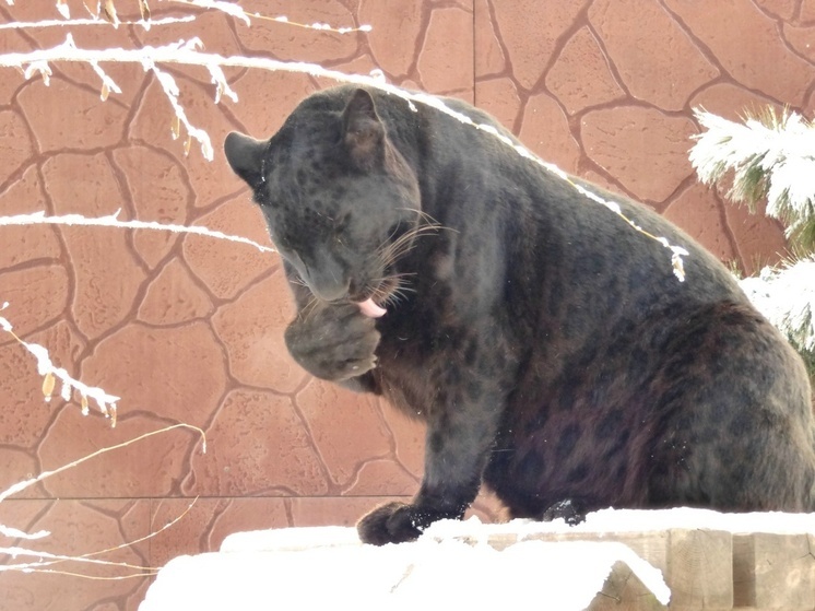 Пантера Блейд из хакасского зоопарка оказался леопардом