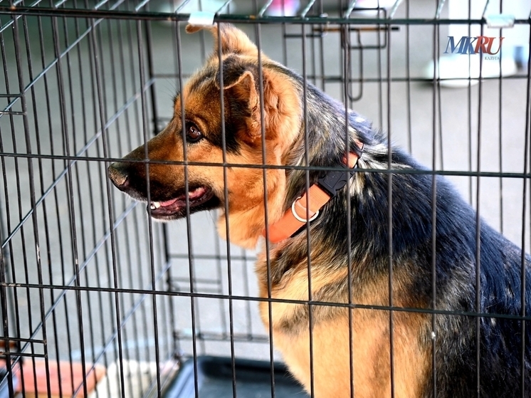 В Калужской области стало меньше бешенства