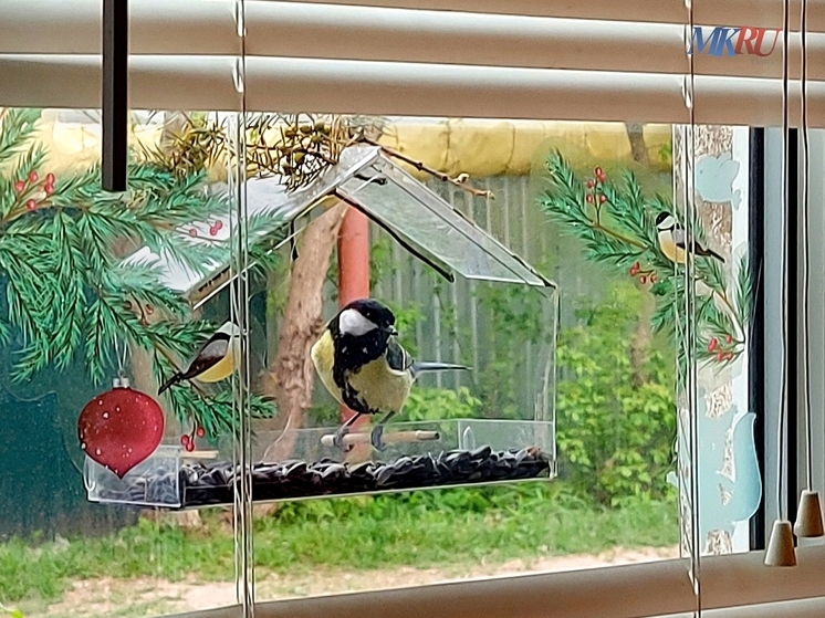 Калужан просят помочь птицам