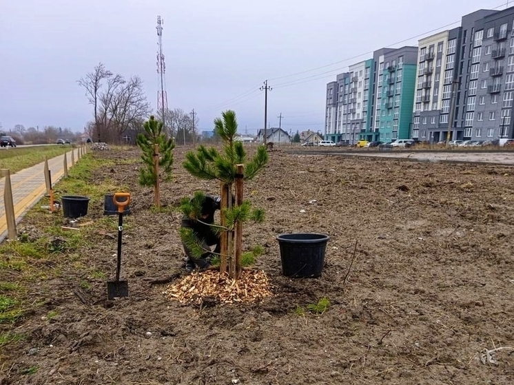 Балтийская зима не помешала новым саженцам в Зеленоградске