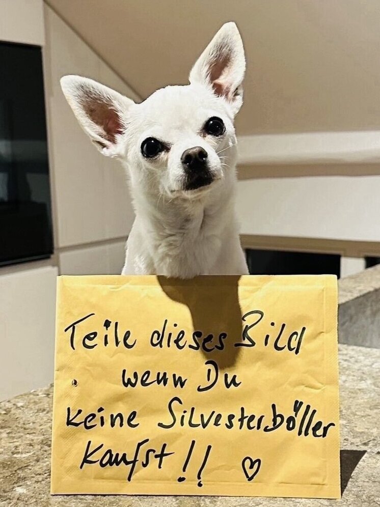 Германия — Фейерверк раздора: 6 из 10 — за запрет