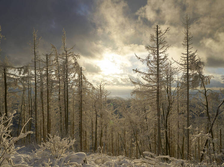 Россиянам объяснили, что 21 декабря на Карачун надо съесть круглый пирог