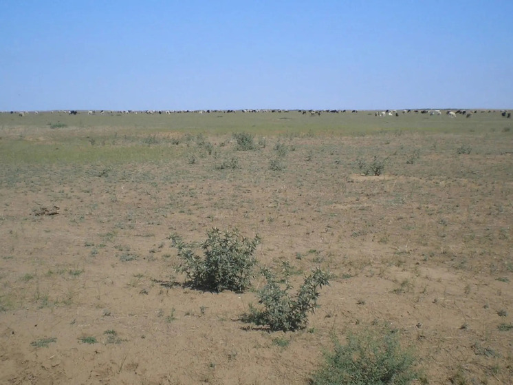 В Калмыкии планируют восстановить малопродуктивные земли