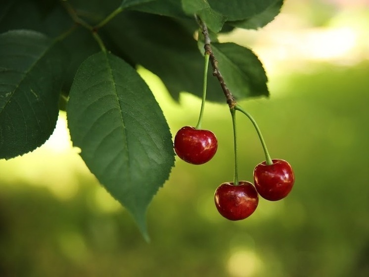  Агроном рассказал волгоградцам, почему черешня не растет в квартире