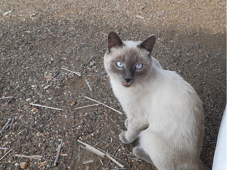 В Тагиле спасли кошку, выкинутую в мороз в мусорный бак