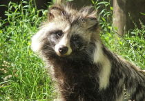 Новый очаг бешенства обнаружен в столичном регионе