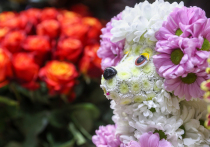 История Анны началась как сказка