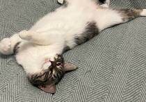 Зимой организму особенно тяжело просыпаться: холод, короткий световой день, замедленный метаболизм. Чтобы утреннее пробуждение было мягким и комфортным, эксперты рекомендуют внедрять простые ритуалы, рассказала «МК в Ленобласти» медицинский директор сети санаториев «Плаза СПА» Ольга Богуш.