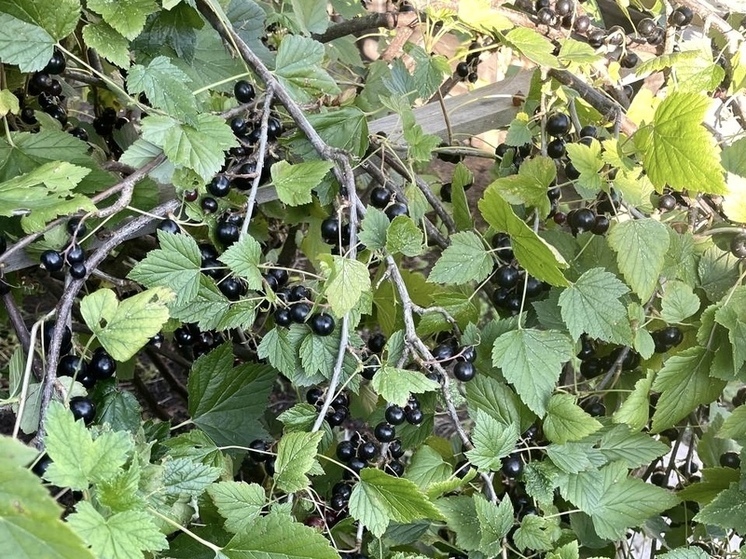 Зимой организм сталкивается с повышенной нагрузкой: холод, нехватка солнечного света и частые вирусные инфекции. Чтобы поддерживать иммунитет, важно включать в рацион полезные фрукты и ягоды, отметила в беседе с «МК в Ленобласти» кандидат педагогических наук, доцент и нутрициолог Ирина Меркулова.