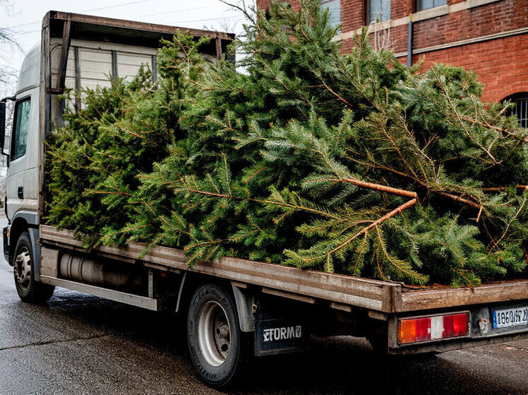 Костромские елки украсят Крым, Ставрополь и Оренбург