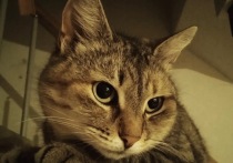 Владельцы кошек не раз замечали: когда у человека болит голова, живот или суставы, пушистый питомец часто устраивается именно на проблемном месте