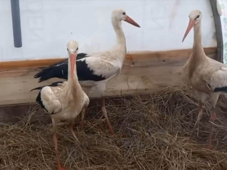 Из Калуги в Рязань отправили двух аистов