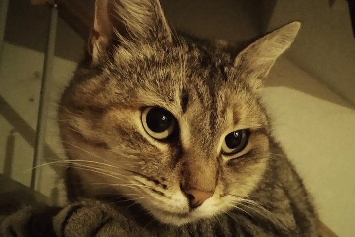 Умеют ли кошки лечить: научные факты и загадочные истории