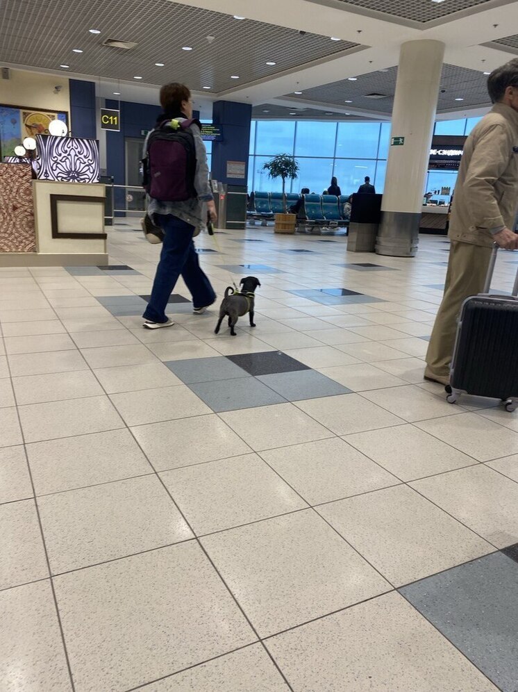 На рейсах авиакомпании «Победа» теперь можно провозить питомцев в салоне, а оружие — в багаже