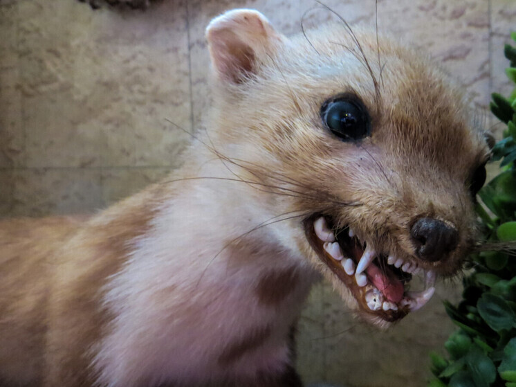 Карантин по бешенству объявлен ещё в трёх населённых пунктах Новосибирской области