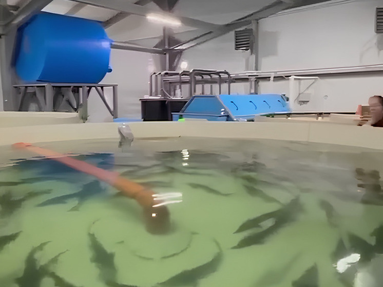 Сибирского осетра впервые начали выращивать в Чите