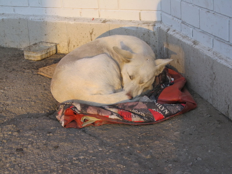 Ежегодно прививки от бешенства делают более 4,6 тысяч саратовцев