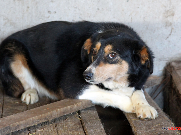 Бастрыкин взял под контроль дело о безнадзорных собаках в Киселевске