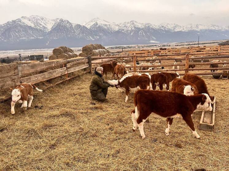 Ветеран из Бурятии открыл фермерское хозяйство после возвращения со СВО