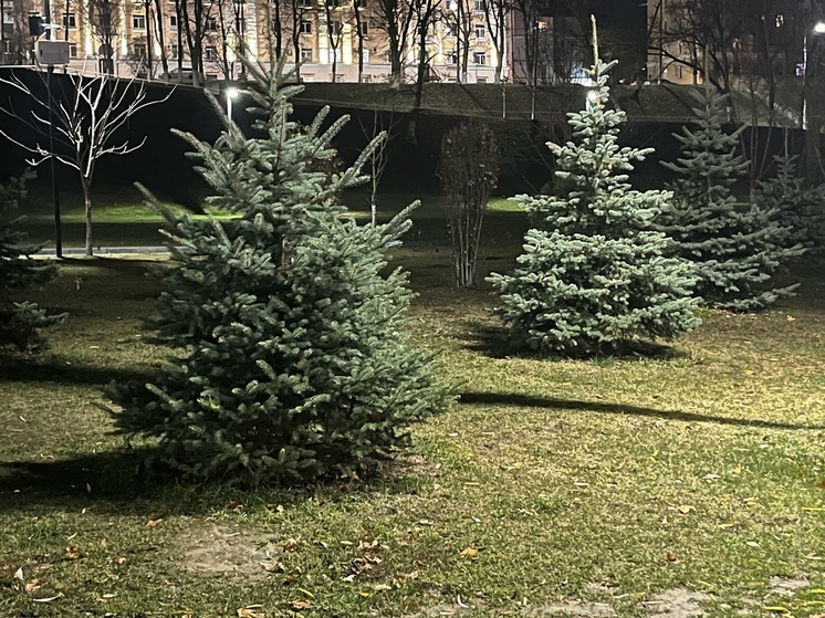 В Орловской области следят за незаконной вырубкой елей