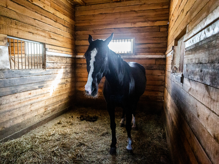 Прокуратура обязала убрать конюшню казачьего центра с территории Ботанического сада в Новосибирске