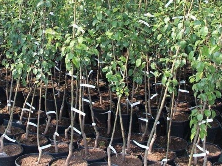 Владимирский питомник поймали на опасных саженцах-нелегалах