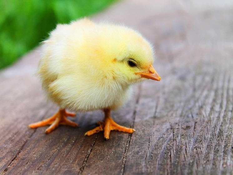 Сельчанка из Башкирии запустила мини-ферму благодаря социальному контракту