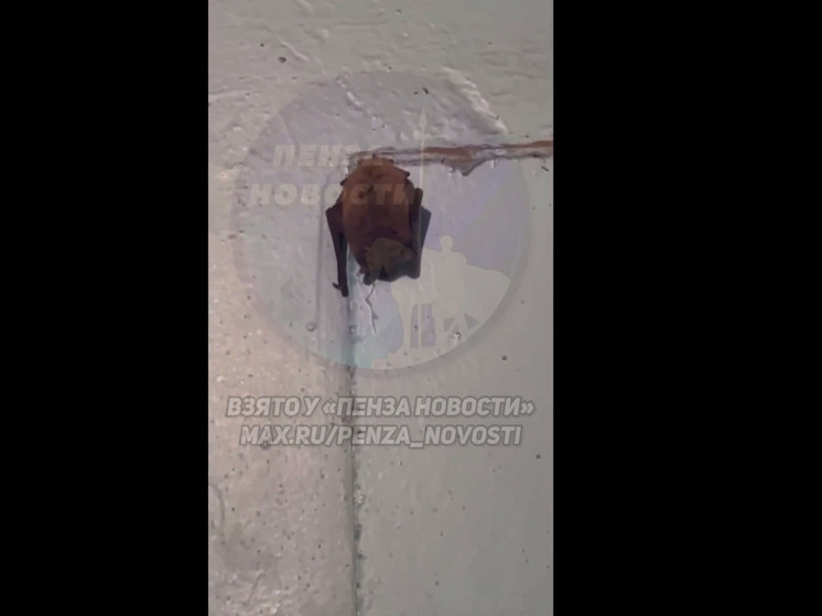 В многоэтажке на Южной поляне поселилась летучая мышь