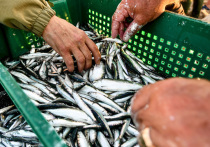 Россияне недоедают рыбы и морепродуктов