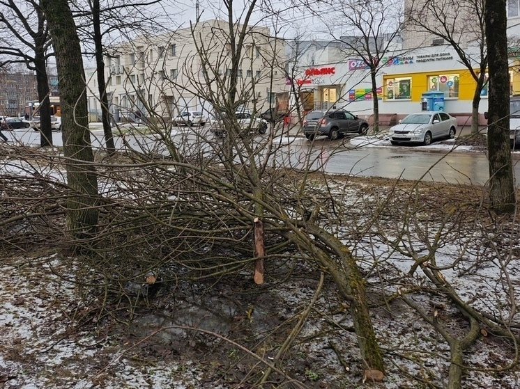 В Иванове обрезают деревья на улице Шубиных