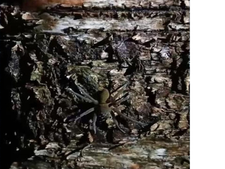 Из-за аномалий в Карелии из спячки вышли пауки-волки