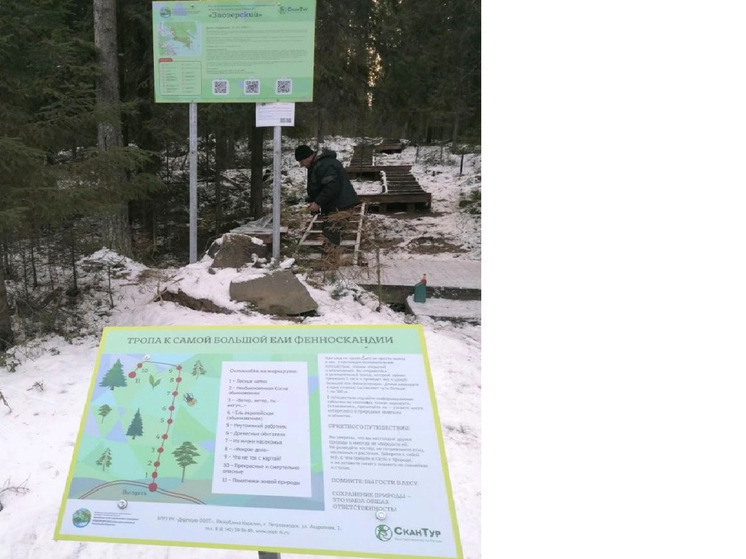 В Карелии благоустраивают тропу к рекордсменке: самой большой ели Фенноскандии