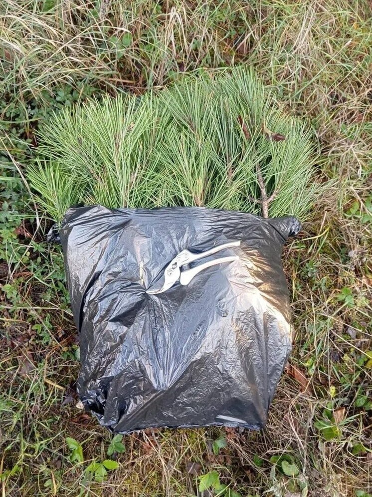 В Крыму нарушителя привлекли к ответственности за обрезку веток сосны