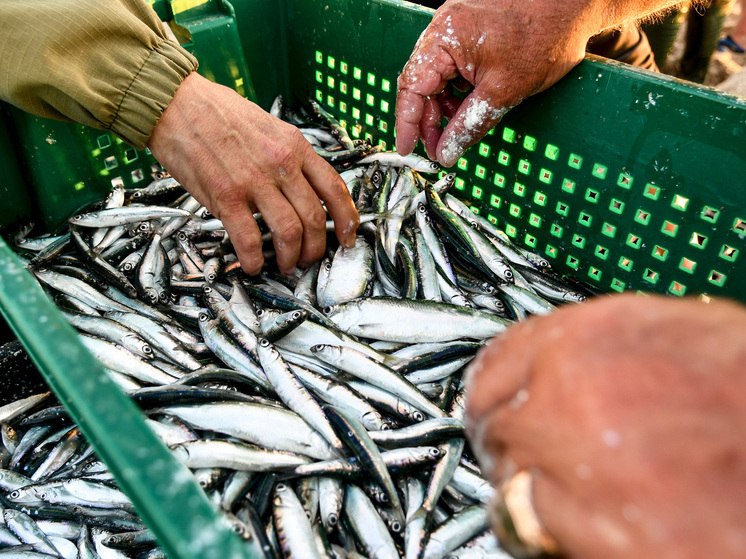 На Совете РАН назвали регионы России, недоедающие рыбы