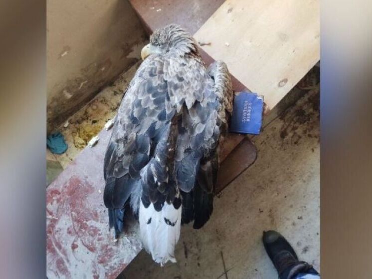 В Башкирии обнаружили раненного орлана-белохвоста