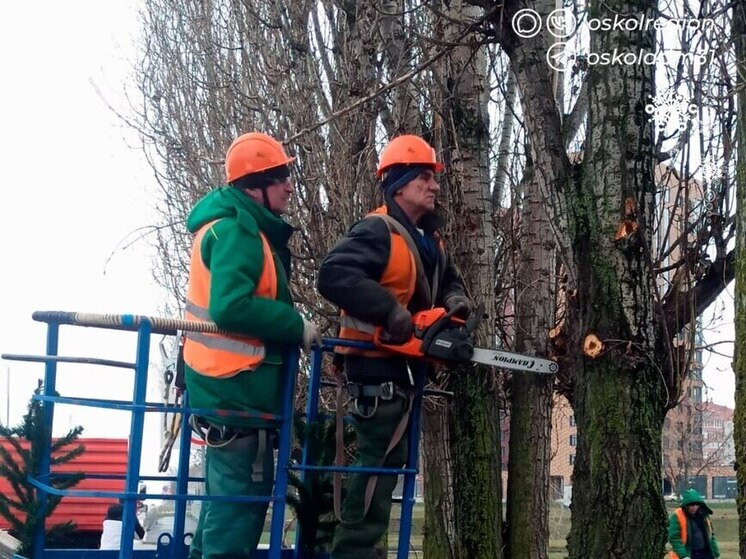 В Старом Осколе начали обрезать деревья у дорожных знаков