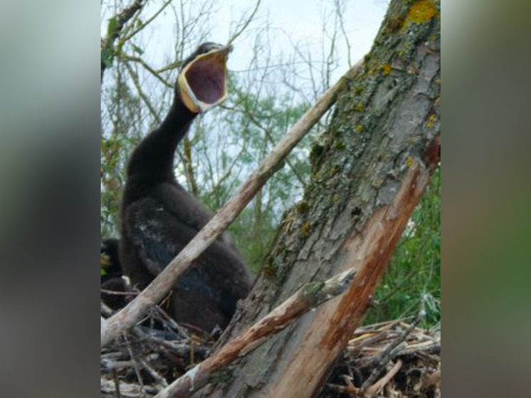 В Новгородской области расплодились прожорливые бакланы