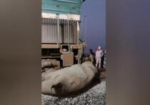 В Индии скоростной поезд, перевозивший 650 человек, столкнулся с семью дикими азиатскими слонами, среди пострадавших оказался и слоненок