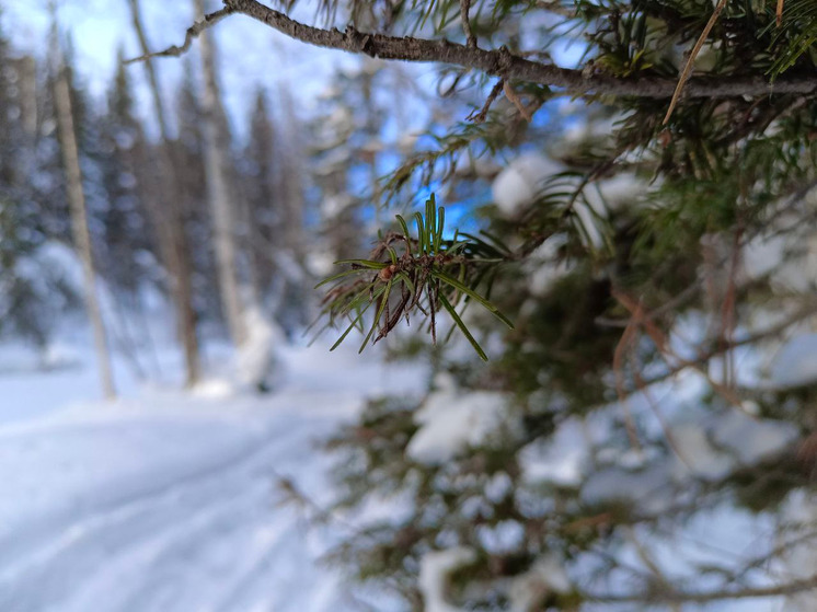 Погодные качели от -5 до -31 градусов ждут Алтайский край 22 декабря