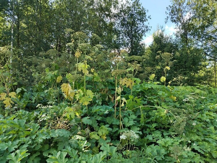 На земельных участках в Старорусском округе обнаружили закочкаренность и сорняки