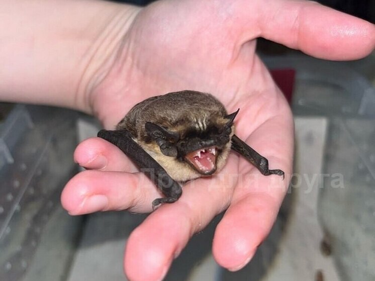 В Курске ветеринар спасает летучую мышь