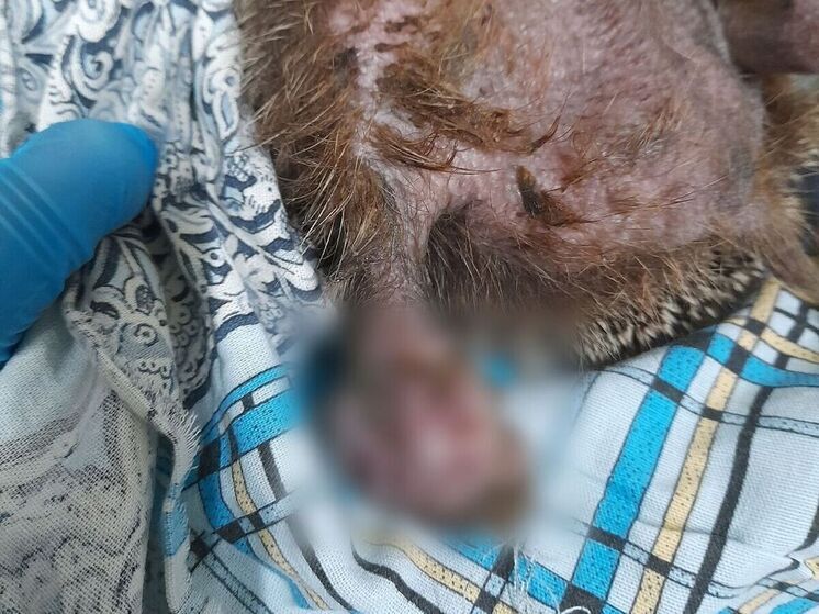 Травмированного ежа с перетянутой лапой спасают ветеринары в Кемерове