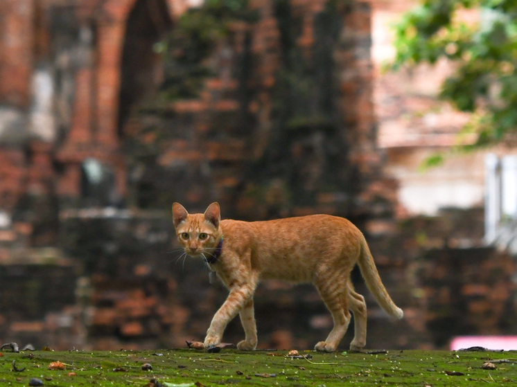 На лечение кота владелец потратил более 300 тысяч рублей